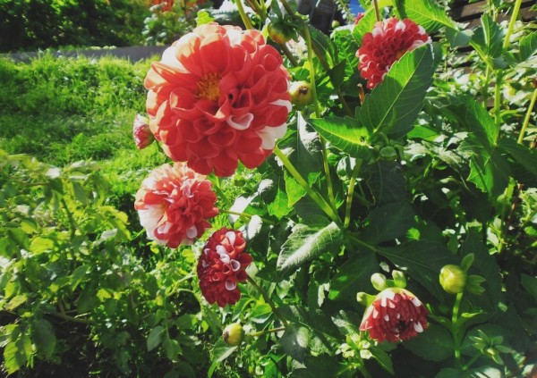 SAM_3829
