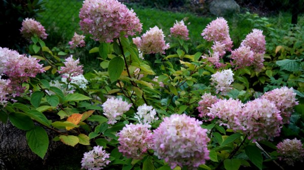 hortenzie 1