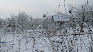 2015 - kvten 2016 547