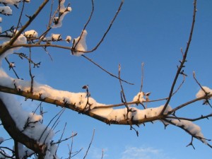 IMG_1900
