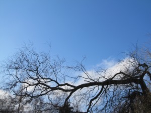 IMG_2037