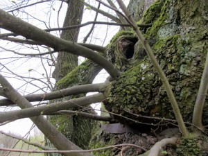 IMG_2271