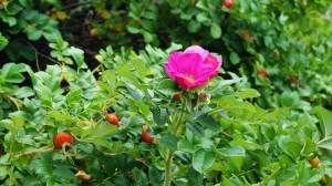 DSC06832