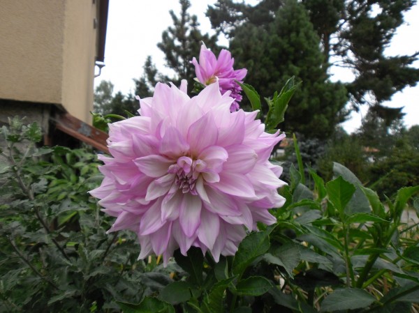 SAM_0712