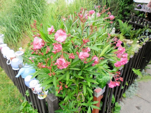 SAM_0576