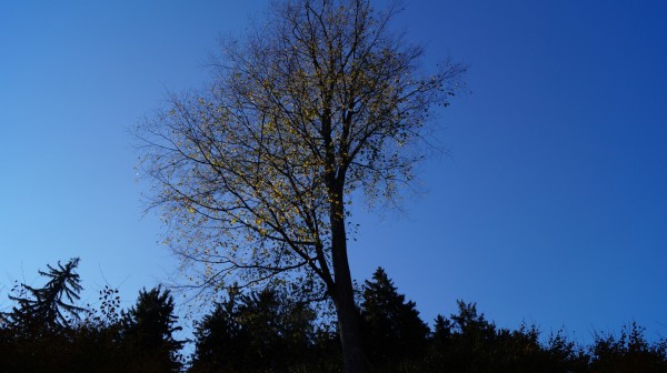 DSC07253