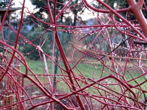 IMG_3296