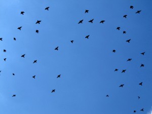 IMG_4459