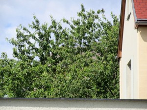 IMG_4498