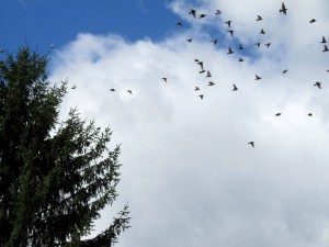 IMG_4478