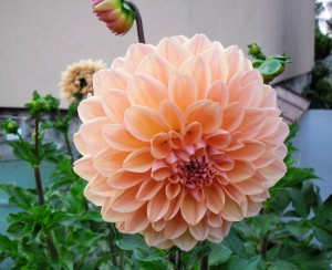 SAM_2164