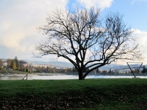 IMG_5410