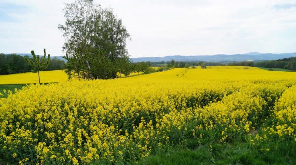 DSC08500
