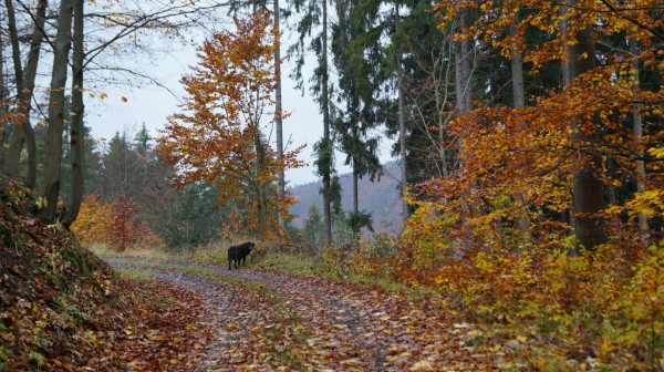 DSC00374