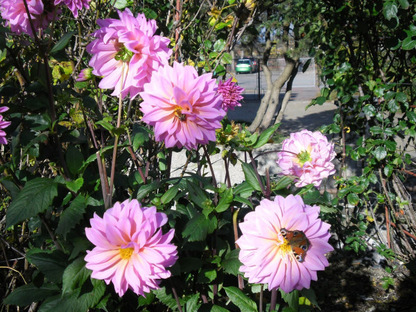 SAM_3573