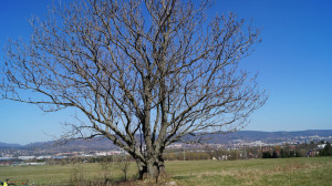 DSC08076