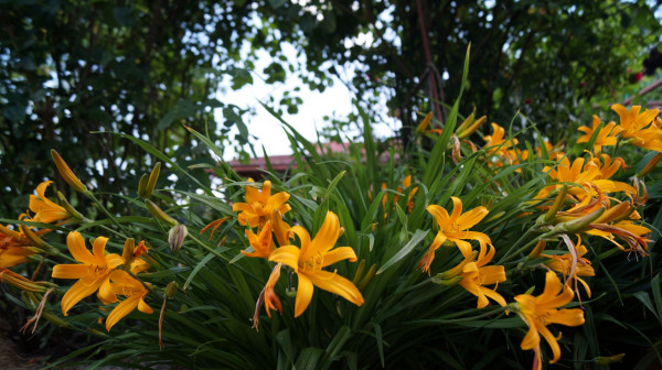 DSC01661