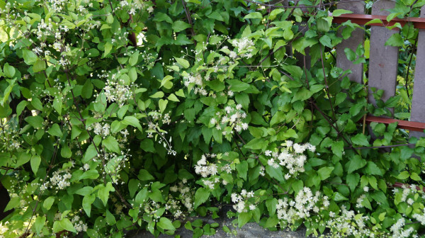DSC02868