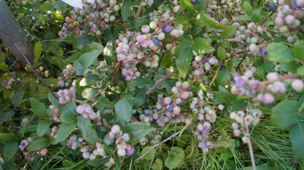 DSC02853